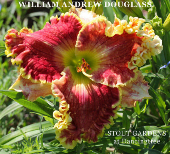 A close-up image of a red and yellow daylily flower with a bright green throat, named after William Andrew Douglas at 'Stout Gardens at Dancingtree'.