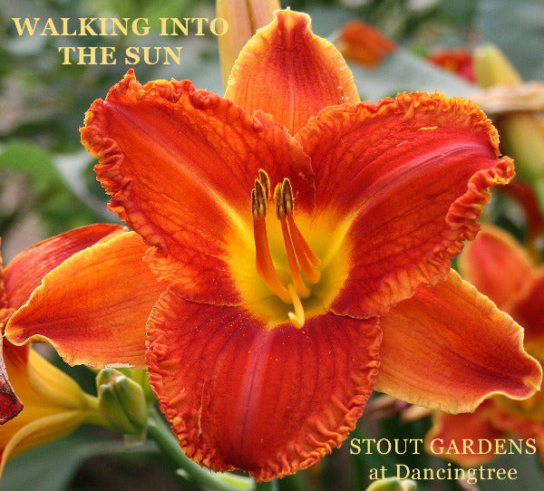 Orange flower with text 'Walking into the Sun' and 'Stout Gardens at Dancingtree' on a blurred garden background.