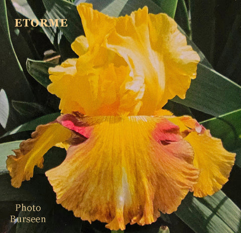 Iris Etorme