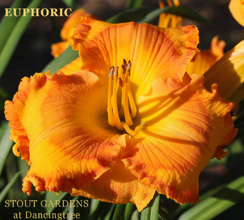 Daylily Euphoric