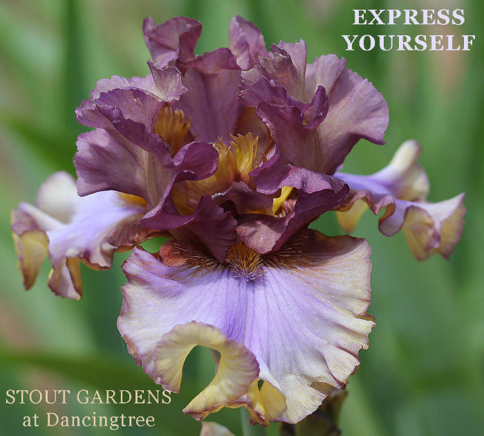 Iris Express Yourself