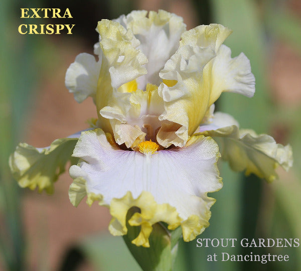 Iris Extra Crispy