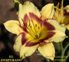 Daylily El Desperado