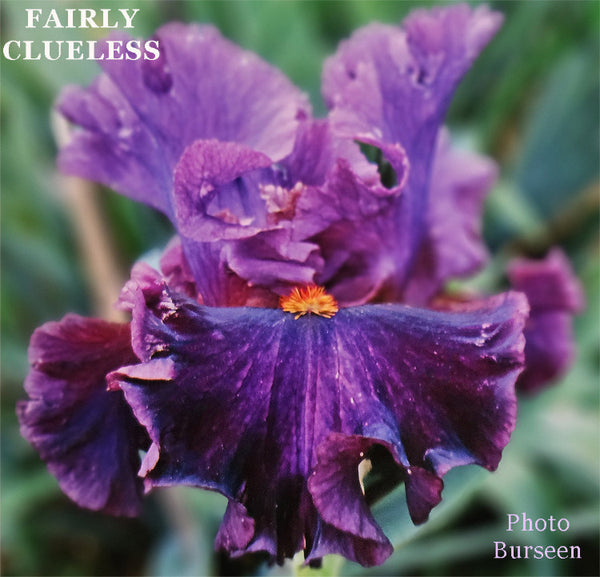 Iris Fairly Clueless