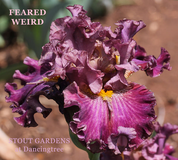 Iris Feared Weird
