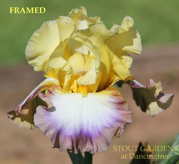 Iris Framed