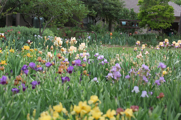 Iris Foreign Concept