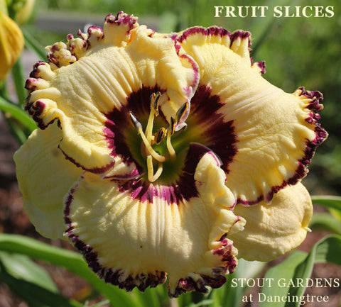 Daylily Fruit Slices