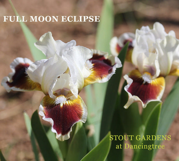 Iris Full Moon Eclipse