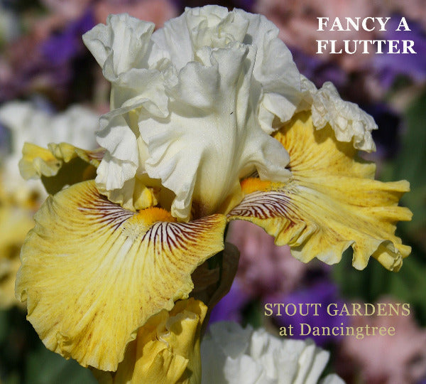 Iris Fancy A Flutter