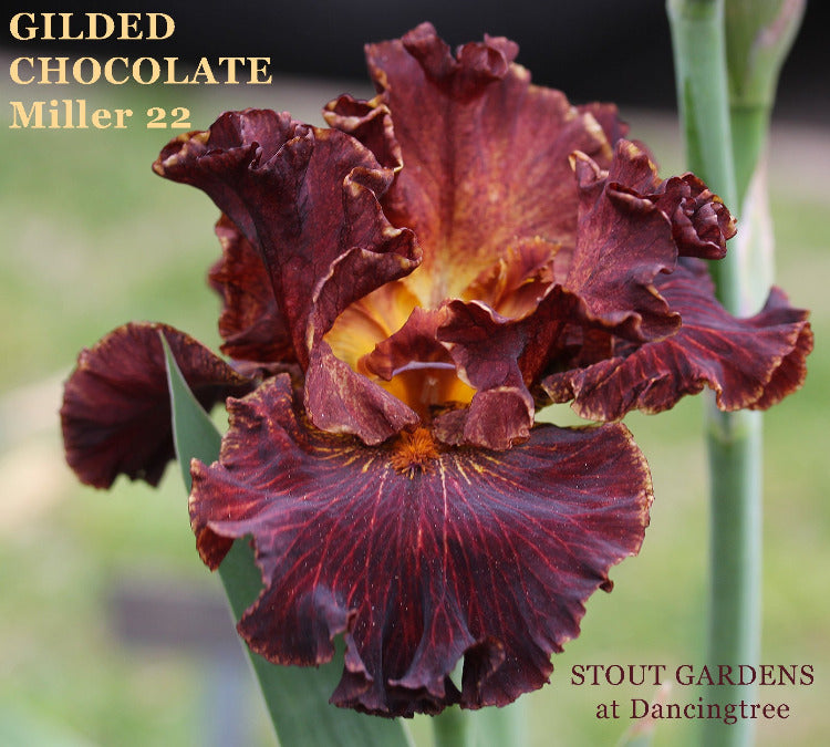Iris Gilded Chocolate