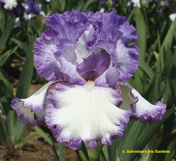 Iris Girly Girl