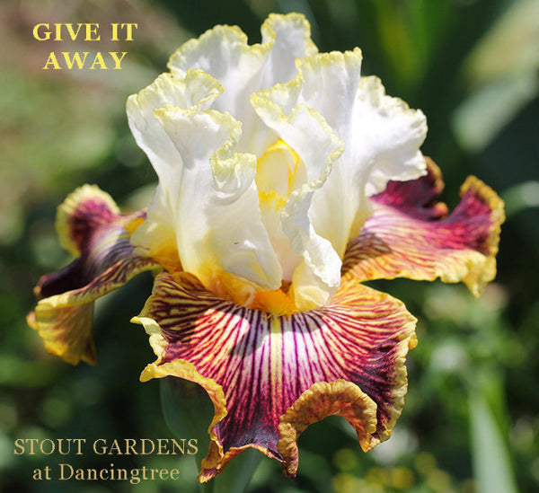 Iris Give It Away