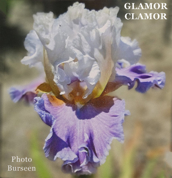Iris Glamor Clamor