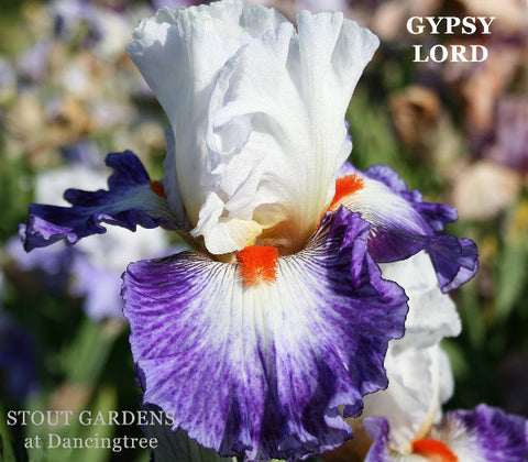 Iris Gypsy Lord