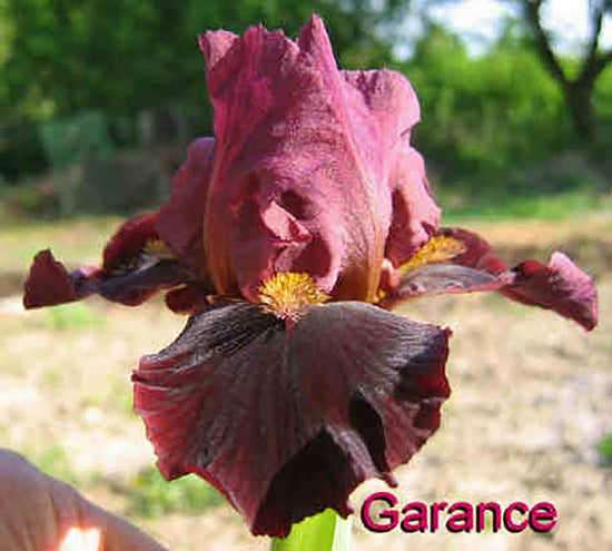 Close-up of the maroon intermediate bearded iris flower 'Garance', set against a blurred natural background.
