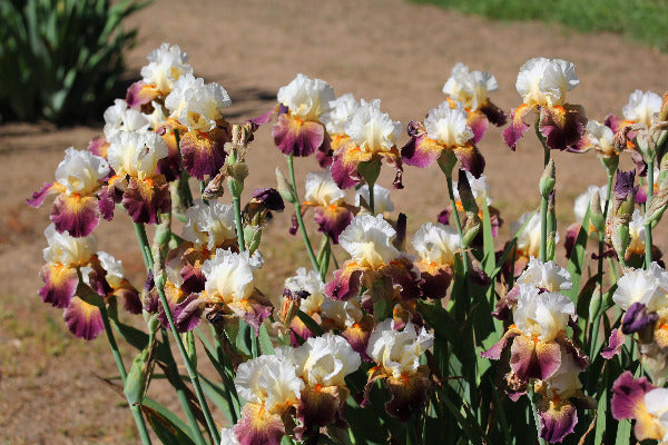 Group of white and purple irises at 'Stout Gardens At Dancingtree'.