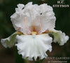 Flower of 'H.C. Stetson' shown, a white to pale pink tall bearded iris at 'Stout Gardens At Dancingtree'.