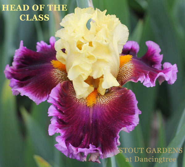 Iris Head Of The Class