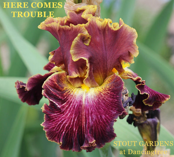 Iris Here Comes Trouble