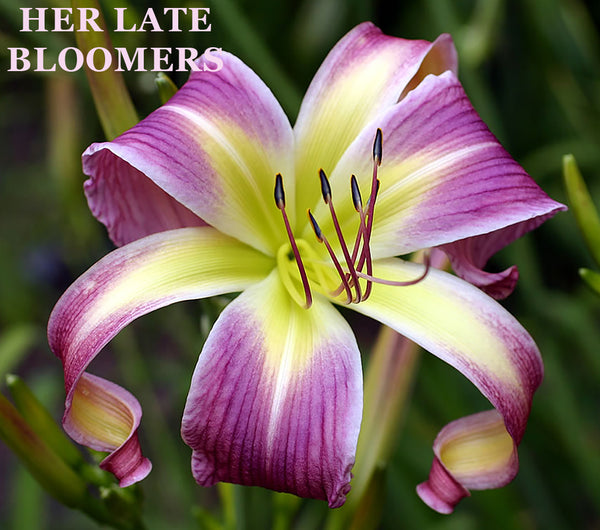 Daylily Her Late Bloomers