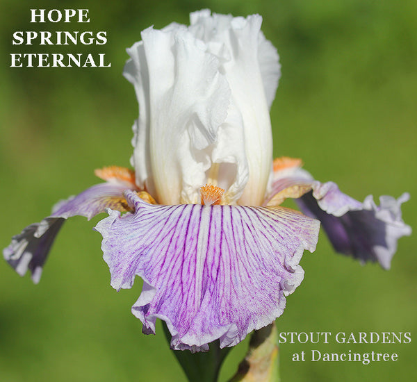 Iris Hope Springs Eternal
