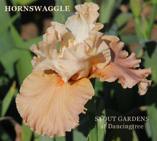Iris Hornswaggle
