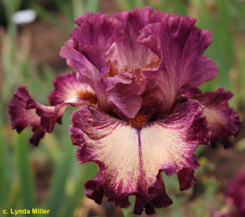 Iris Hot Wired