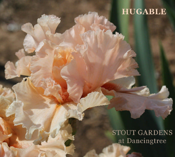 Iris Hugable