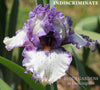Iris Indiscriminate