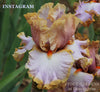 Close-up of a multi-colored iris flower with 'INSTAGRAM' and 'STOUT GARDENS at Dancingtree' text.