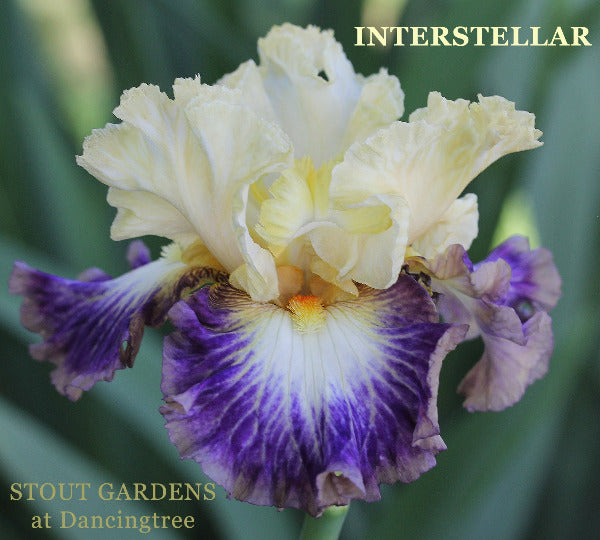Iris Interstellar