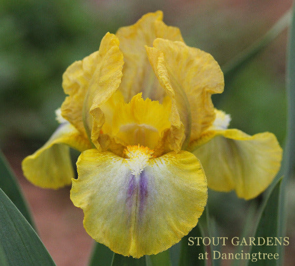 A standard dwarf bearded iris 'Artzone' by Hugh Stout Jr. it is yellow with purple at 'Stout Gardens at Dancingtree'.