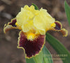 A yellow and purple Standard Dwarf Bearded Iris 'Aunt Bee' by Hugh Stout Jr. at Stout Gardens at Dancingtree'