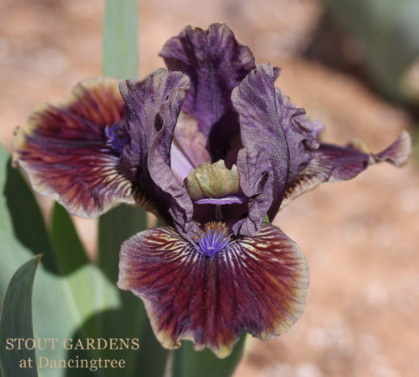 A purple and red Standard Dwarf Bearded iris 'BAMM BAMM' by Hugh Stout Jr. in the garden at 'Stout Gardens at Dancingtree'.