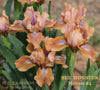 A Clump of a peach-colored Standard Dwarf Bearded iris with purple stripes 'Bee Monster' in the garden at 'Stout Gardens at Dancingtree'.