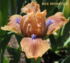 A Close-up of a peach-colored Standard Dwarf Bearded iris with purple stripes 'Bee Monster' in the garden at 'Stout Gardens at Dancingtree'.