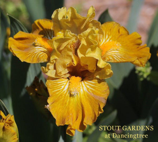 Close-up of a yellow Standard dwarf bearded Iiris 'Better Scotch' by Hugh Stout Jr. in the garden 'Stout Gardens at Dancingtree'.