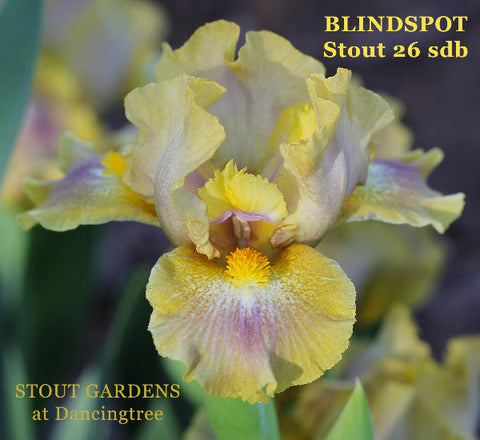 Iris Blindspot