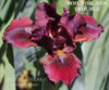 Red and purple standard dwarf bearded iris 'Boil Toil and Trouble' at 'Stout Gardens at Dancingtree'.