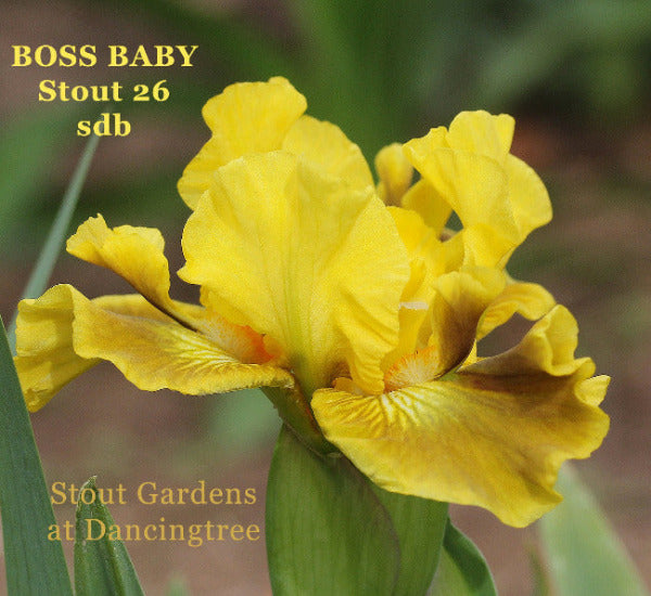Yellow 'SPACE AGED' standard dwarf bearded iris 'BOSS BABY' available at 'STOUT GARDENS AT DANCINGTREE'