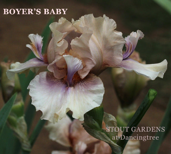 Close-up of a 'Boyer's Baby' tall bearded iris flower at 'Stout Gardens at Dancingtree'.