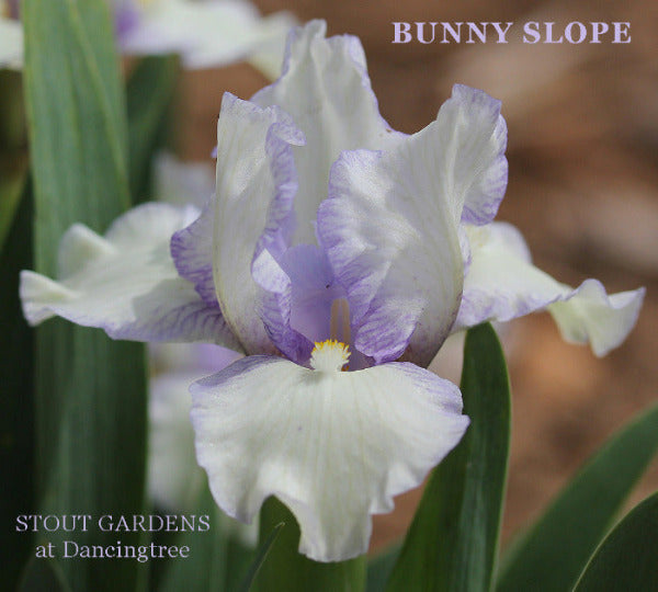 White and purple standard dwarf bearded iris 'Bunny Slope' at 'Stout Gardens at Dancingtree'.