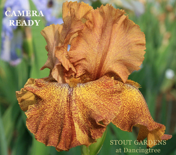 Brown and yellow tall bearded iris flower with 'Camera Ready' text and 'Stout Gardens at Dancingtree' branding.