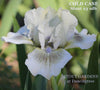 White standard dwarf bearded iris with purple spot 'Cold Case' by Hugh Stout Jr. in the garden at 'Stout Gardens at Dancingtree'.