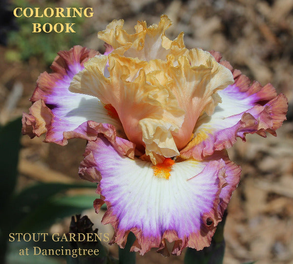 Colorful tall bearded iris flower called 'Coloring Book' at 'Gardens at Dancingtree'.
