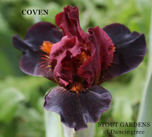 A close-up image of 'Coven' by Hugh Stout Jr. a standard dwarf bearded Iris flower with dark rosewood red falls and lighter rose red standards at 'Stout Gardens at Dancingtree'.