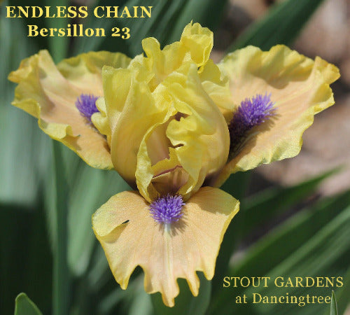 Peach and yellow standard dwarf bearded iris 'Endless Chain' available from 'Stout Gardens at Dancingtree'.