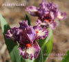 A stalk of standard dwarf bearded Iris 'Flirty Girl' showing lavender-pink plicata on white ground available at 'Stout Gardens at Dancing Tree'.