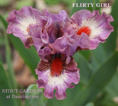 An image of standard dwarf bearded Iris 'Flirty Girl' showing lavender-pink plicata on white ground available at 'Stout Gardens at Dancing Tree'.